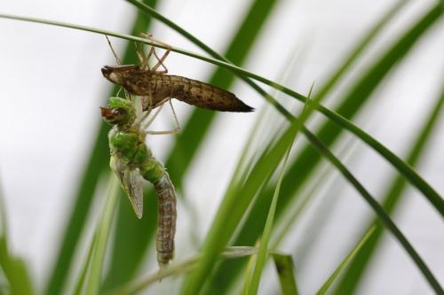 Réf. 204 573 : Anax imperator